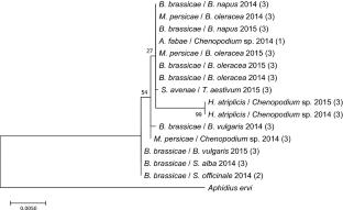 After spring, after crops: which alternative hosts for the generalist parasitoid Diaeretiella rapae (Hymenoptera: Braconidae)?