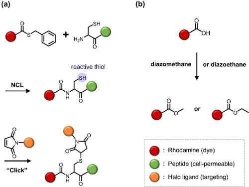 A Bright Surprise: Live-Cell Labeling with Negatively Charged Fluorescent Probes based on Disulfonated Rhodamines and HaloTag