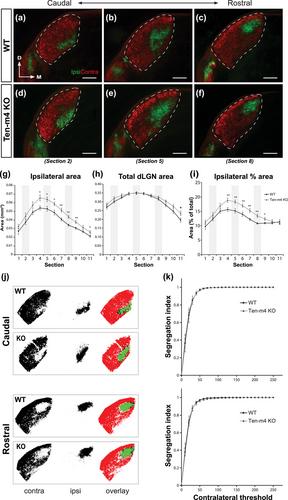 Ten-m4 plays a unique role in the establishment of binocular visual circuits