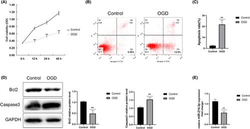 Abnormal expression and role of MicroRNA-214-3p/SLC8A1 in neonatal Hypoxic-Ischaemic encephalopathy