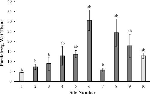 Prevalence and Distribution of Microplastics in Oysters from the Mississippi Sound