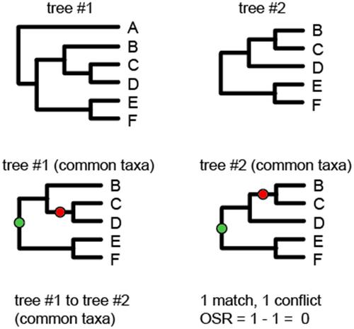 Quantification of congruence among gene trees with polytomies using overall success of resolution for phylogenomic coalescent analyses