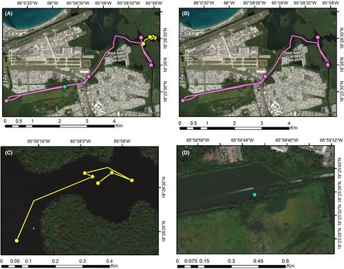 Postrelease Mortality of Angled Tarpon in Puerto Rico