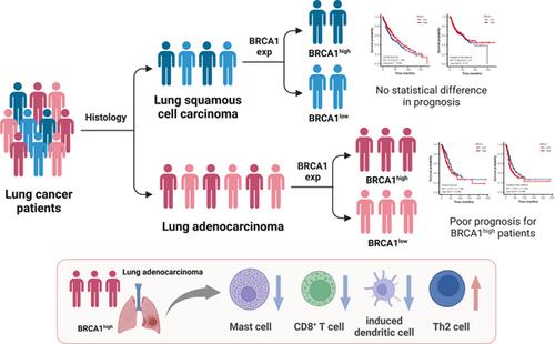 High BRCA1 expression is an independent prognostic biomarker in LUAD and correlates with immune infiltration