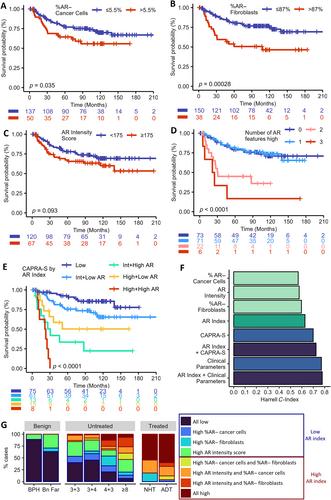 Cell-by-cell quantification of the androgen receptor in benign and malignant prostate leads to a better understanding of changes linked to cancer initiation and progression