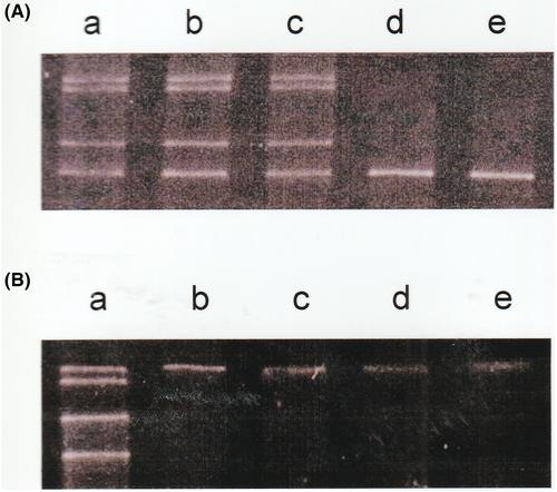 Hypercholesterolemia induced by spontaneous oligogenic mutations in rhesus macaques (Macaca mulatta)