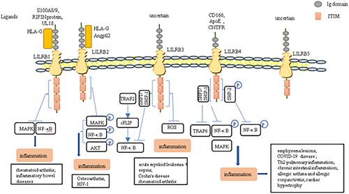 Research progress of B subfamily of leucocyte immunoglobulin-like receptors in inflammation