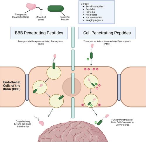 Peptides for trans-blood–brain barrier delivery