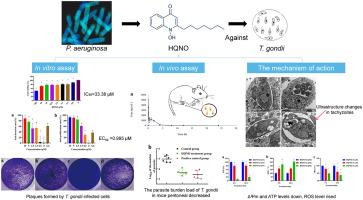 Effect of the pseudomonas metabolites HQNO on the Toxoplasma gondii RH strain in vitro and in vivo