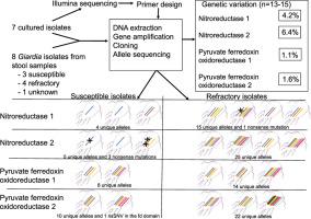 Genetic diversity in the metronidazole metabolism genes nitroreductases and pyruvate ferredoxin oxidoreductases in susceptible and refractory clinical samples of Giardia lamblia