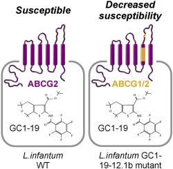 Thiophene derivatives activity against the protozoan parasite Leishmania infantum