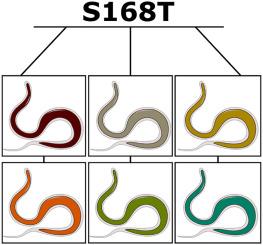 The presence and relative frequency detection of the levamisole-resistance-associated S168T substitution in hco-acr-8 in Haemonchus contortus