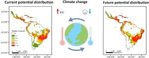 Predicting the range expansion of invasive alien grasses under climate change in the Neotropics