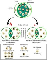 Fire reduces taxonomic and functional diversity in Neotropical moist seasonally flooded forests