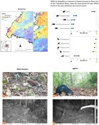 Neotropical understory birds and mammals show divergent behaviour responses to human pressure