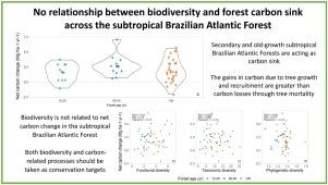 No relationship between biodiversity and forest carbon sink across the subtropical Brazilian Atlantic Forest