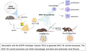 MHC-1B carried exosomes derived from tubular epithelial cell induced by the EGFR mimotope inhibit macrophage activation in renal fibrosis