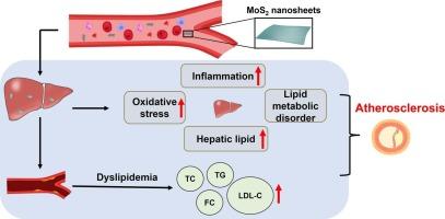 Long-term exposure of molybdenum disulfide nanosheets leads to hepatic lipid accumulation and atherogenesis in apolipoprotein E deficient mice