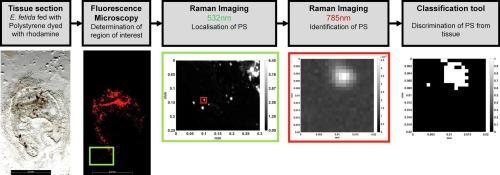 Localisation and identification of polystyrene particles in tissue sections using Raman spectroscopic imaging