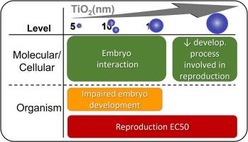 TiO2 nanoparticles' library toxicity (UV and non-UV exposure) – High-throughput in vivo transcriptomics reveals mechanisms