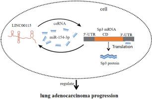 LINC00115 regulates lung adenocarcinoma progression via sponging miR-154-3p to modulate Sp3 expression