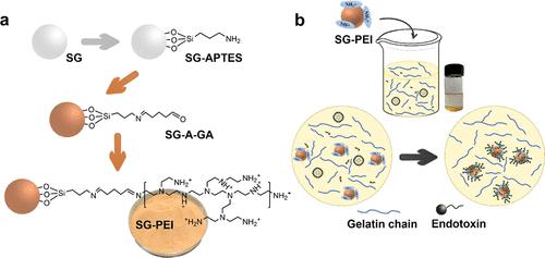 Silica Gel Functionalized with Polyethylenimine as Advanced Sorbents for the Removal of Endotoxin from Gelatin