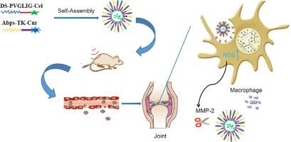 Achyranthes polysaccharide based dual-responsive nano-delivery system for treatment of rheumatoid arthritis