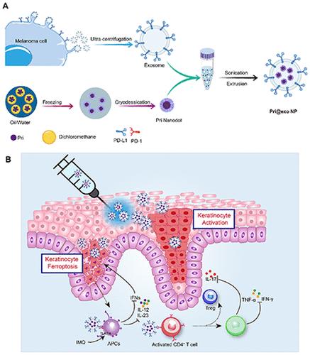 Tumor-Derived PD-L1+ Exosomes with Natural Inflammation Tropism for Psoriasis-Targeted Treatment