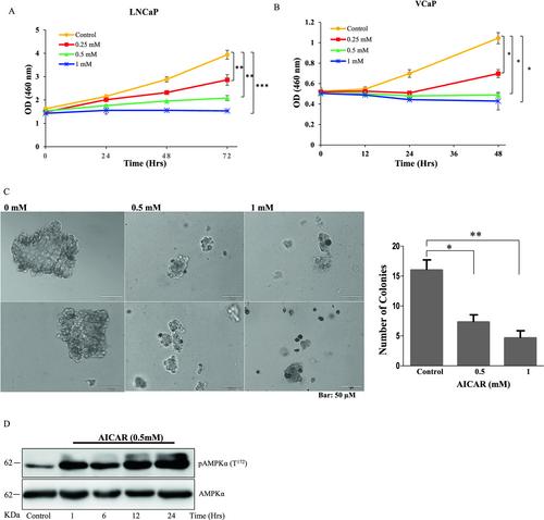 AMPK targets a proto-oncogene TPD52 (isoform 3) expression and its interaction with LKB1 suppress AMPK-GSK3β signaling axis in prostate cancer