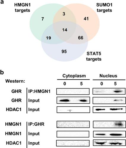 The growth hormone receptor interacts with transcriptional regulator HMGN1 upon GH-induced nuclear translocation