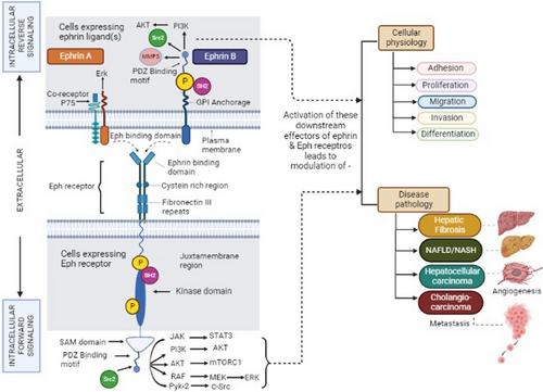 Ephrin–Eph receptor tyrosine kinases for potential therapeutics against hepatic pathologies