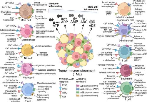 Purinergic signaling and purine base metabolism at the crossroads between immunity, metabolism, and cancer: A review