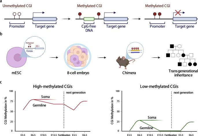 Transgenerational inheritance of engineered cytosine methylation in mice