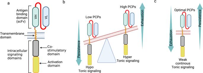 Positively charged patches: tonic for CAR fitness