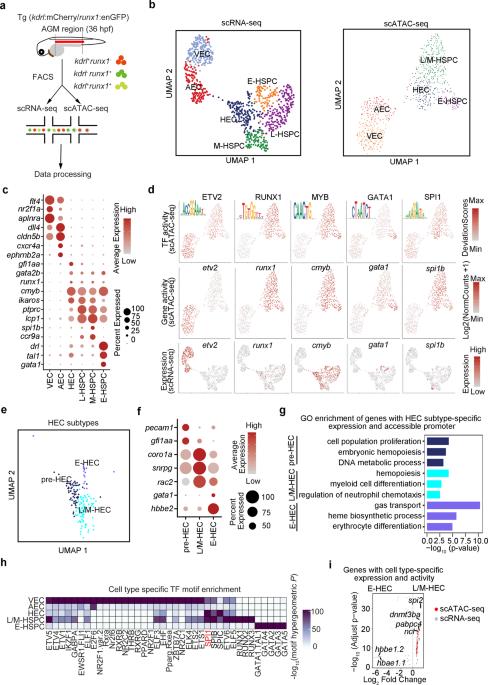 Activation of lineage competence in hemogenic endothelium precedes the formation of hematopoietic stem cell heterogeneity