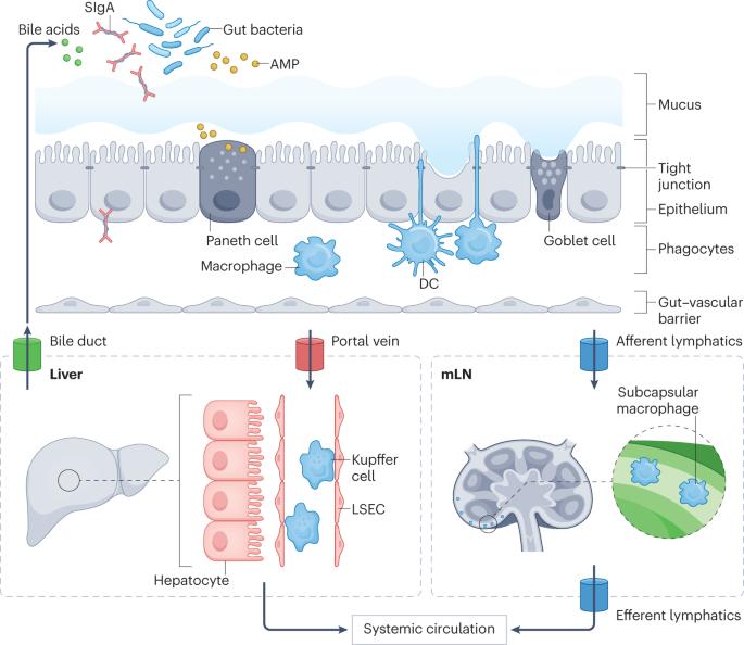 Gut–liver axis: barriers and functional circuits