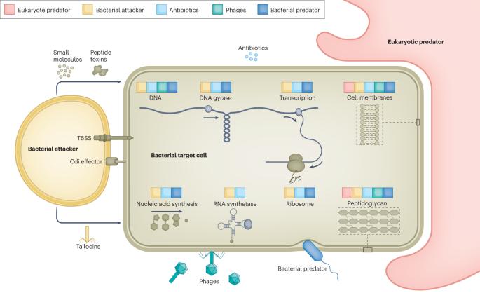 Bacterial defences: mechanisms, evolution and antimicrobial resistance