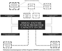 Pathological significance of heme oxygenase-1 as a potential tumor promoter in heme-induced colorectal carcinogenesis