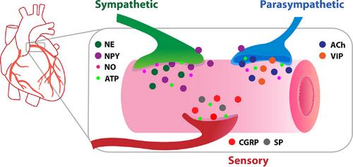 Neural control of coronary artery blood flow by non-adrenergic and non-cholinergic mechanisms