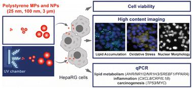 Environmentally relevant UV-light weathering of polystyrene micro- and nanoplastics promotes hepatotoxicity in a human cell line†