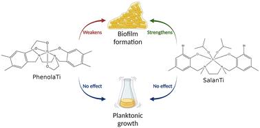 Titanium complexes affect Bacillus subtilis biofilm formation†