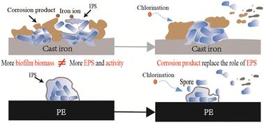 Assessment of the microbiological safety of drinking water in outdoor pipe materials: biofilm formation and chlorine resistance of typical bacteria†