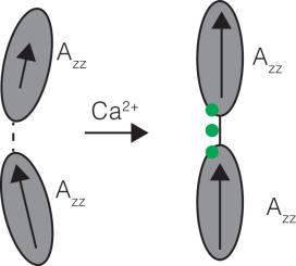 The application of solution NMR spectroscopy to study dynamics of two-domain calcium-binding proteins