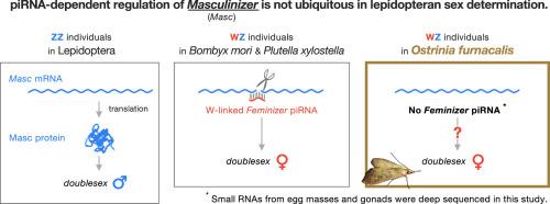 Masculinizer is not post-transcriptionally regulated by female-specific piRNAs during sex determination in the Asian corn borer, Ostrinia furnacalis