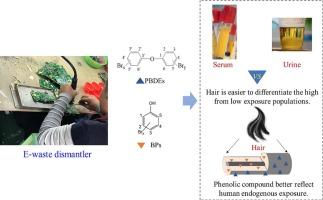 Polybrominated diphenyl ethers and bromophenols in paired serum, hair, and urine samples of e-waste dismantlers: Insights into hair as an indicator of endogenous exposure