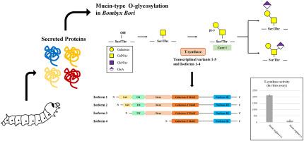 The biological role of core 1β1-3galactosyltransferase (T-synthase) in mucin-type O-glycosylation in Silkworm, Bombyx mori