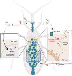 Tyraminergic control of vitellogenin production and release in the blood-feeding insect, Rhodnius prolixus