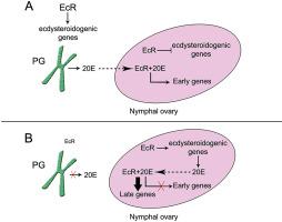 Diverse functions of the ecdysone receptor (EcR) in the panoistic ovary of the German cockroach