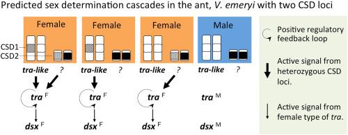 Transformer gene regulates feminization under two complementary sex determination loci in the ant, Vollenhovia emeryi