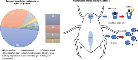 The molecular mechanisms of insecticide resistance in aphid crop pests